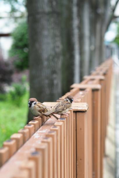 istock Sparrow on the fence in the park 1272798343
