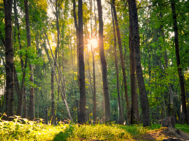 istock Beautiful green forest in the sunny morning. 1272798430