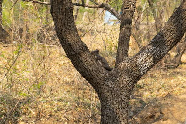 Little squirrel in the park