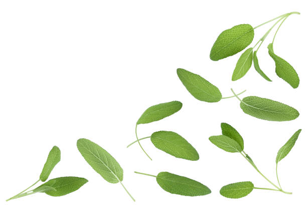 istock Sage herb leaves isolated on white background with clipping path . Top view with copy space for your text. Flat lay 1272798505