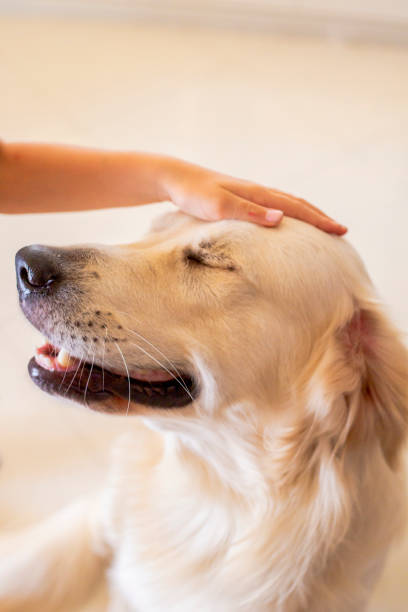 istock cute golden retriver home close up 1272798911