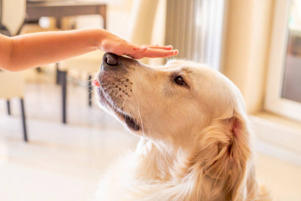 istock cute golden retriver home close up 1272798912