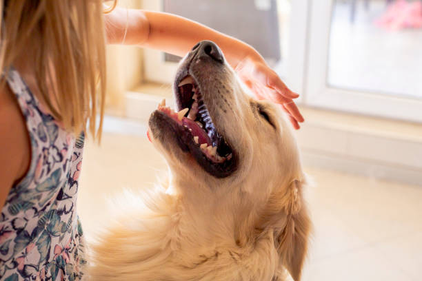 istock cute golden retriver home close up 1272798915