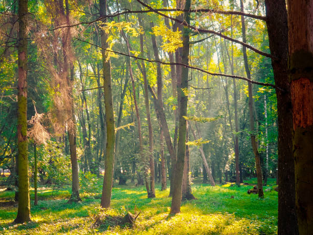 istock Beautiful green forest in the sunny morning. 1272799105