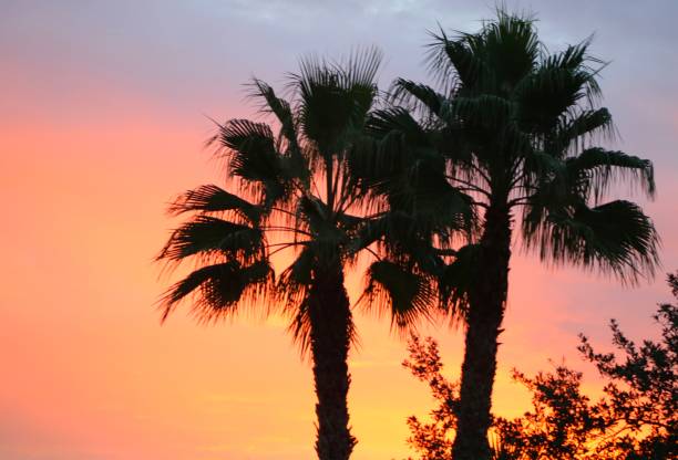 Summer Sunrise in Tampa, FL