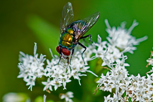 Insect photography of a colorful fly on small white flowers
