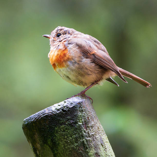 istock Robin Redbreast perched on a wooden post 1272801864