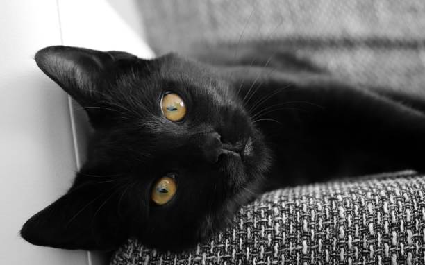 istock Yellow eyed beauty 1272803324