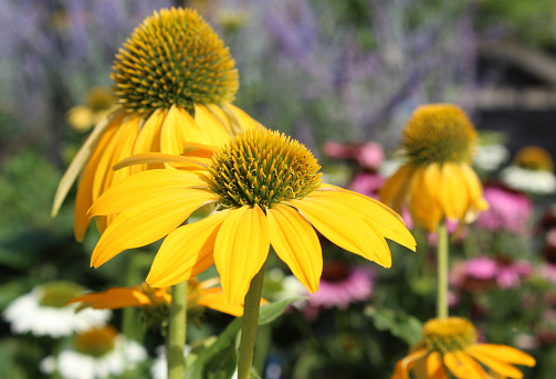 The bright yellow flowers of Echinacea purpurea  'Sombrero Yellow', in close up, in a natural outdoor setting. Cone flower.