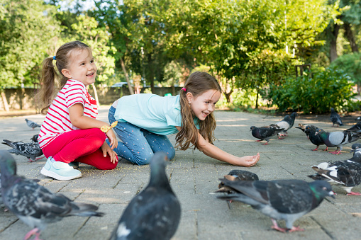 Cute little girl feeding group of pigeons with seeds from her hands on the footpath in park on sunny day. Children interact with birds. Kids taking care of animals outdoor.