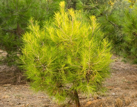 a green small tree called aleppo pine a species of pine knowsn as jerusalem pine