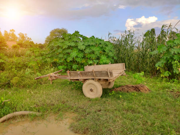 istock Bull cart without bulls in fields in morning 1272803890