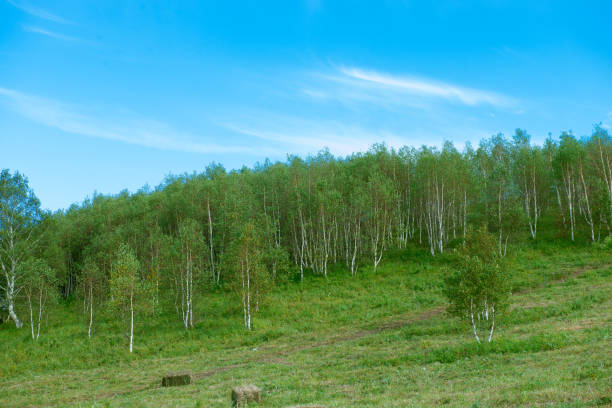 The dense and straight birch forest on the green grassland