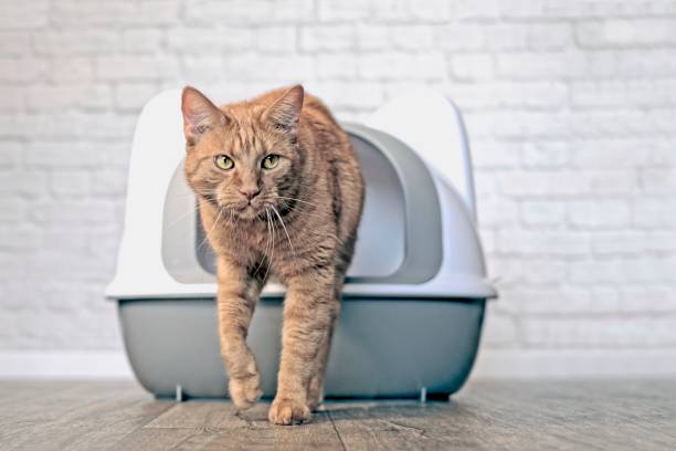 istock Cute ginger cat going out of a litter box. Horizontal image with soft focus. 1272806403