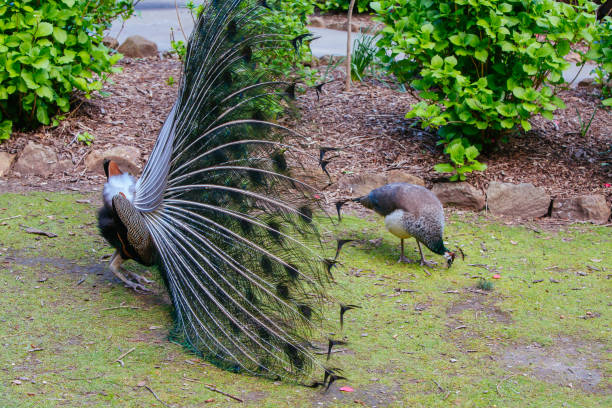 istock Peacock in Launceston Tasmania Australia 1272806452