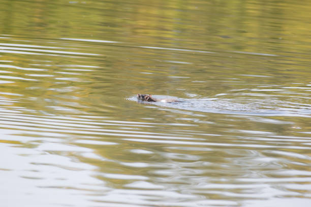 istock Rat is swimming leisurely on the water surface 1272807170