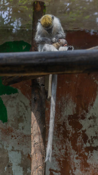 istock Green monkey resting holding baby 1272808160