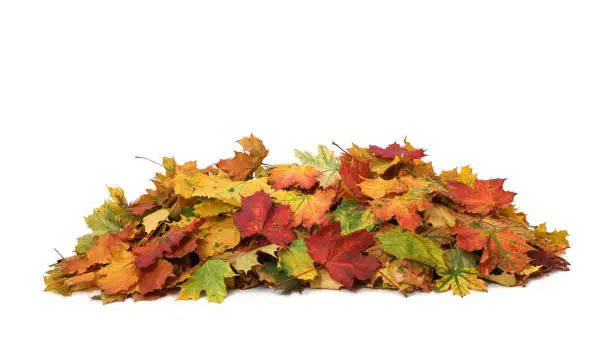 Photo of Pile of autumn colored leaves isolated on white background.A heap of different maple dry leaf .Red and colorful foliage colors in the fall season