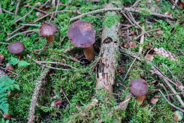 istock Mushrooms in the forest 1272808496