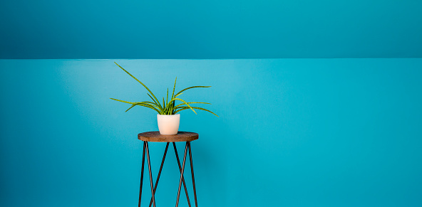 Painted deep blue wall with single houseplant on wood flower stand. Lot of copy space for text.