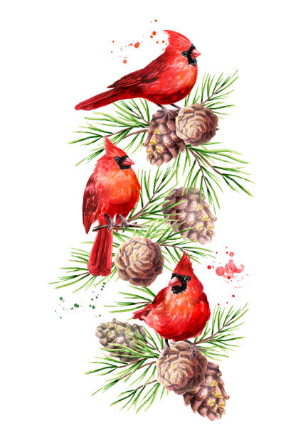 ilustrações, clipart, desenhos animados e ícones de pássaros vermelhos cardeal no ramo de cedro com cones fronteira, símbolo do natal, ilustração desenhada à mão de aquarela isolada em fundo branco - cardeal pássaro