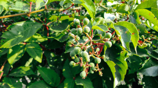 istock Growing grape plantation in natural background. 1272810510