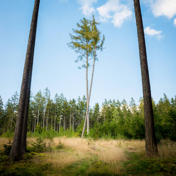 istock Two larch trees stand together in the woodland 1272811011