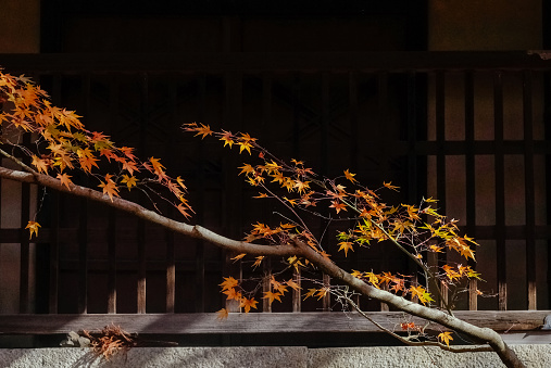 autumn leaves in kyoto