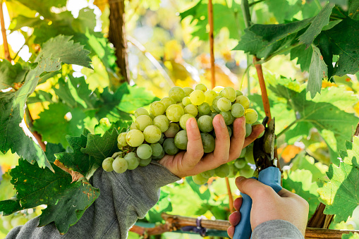 Close-up ripe bunch of white Grapes on Vine for wine making. Autumn grapes harvest, fresh fruits. Chardonnay, Chenin Blanc, Muscat, Pinot Blanc, Riesling, Sauvignon Blanc grape sort