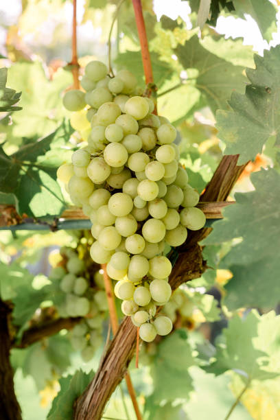 close-up um monte de uvas brancas na videira para a fabricação de vinho. colheita de uvas de outono, frutas frescas. chardonnay, chenin blanc, mascate, pinot blanc, riesling, sauvignon blanc. - chenin blanc - fotografias e filmes do acervo