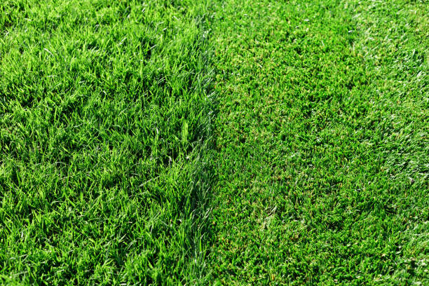 istock Green fresh grass. Partially cut grass lawn. Difference between perfectly mowed, trimmed garden lawn or field for sports, golf and long uncut grass. Lawn, carpet, natural green trimmed grass field. 1272811886