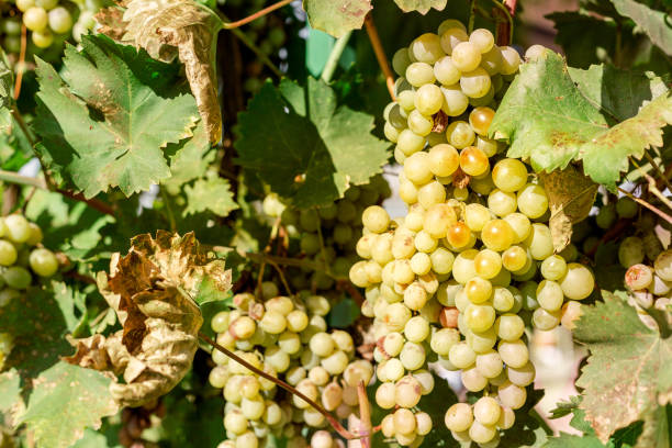 close-up um monte de uvas brancas na videira para a fabricação de vinho. colheita de uvas de outono, frutas frescas. chardonnay, chenin blanc, mascate, pinot blanc, riesling, sauvignon blanc. - chenin blanc - fotografias e filmes do acervo