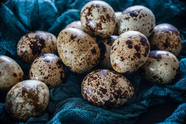 istock quail eggs on blue gauze 1272812240