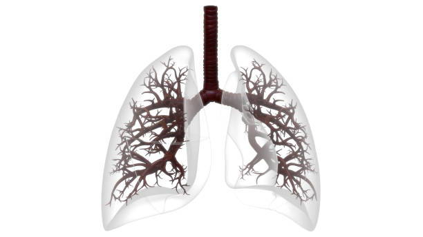 ヒト呼吸器系肺解剖学 - human lung tuberculosis bacterium emphysema human trachea ストックフォトと画像