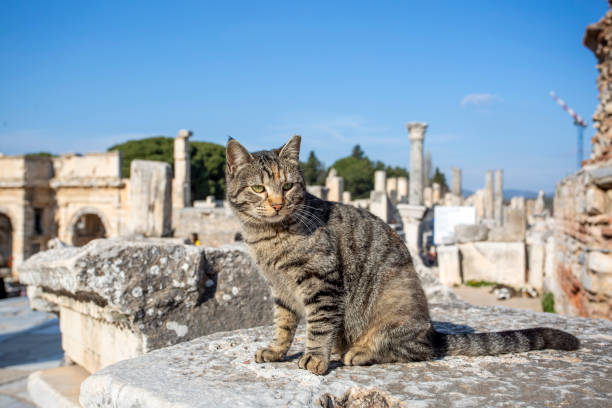 istock Ephesus ancient city and Ephesus cat 1272813698