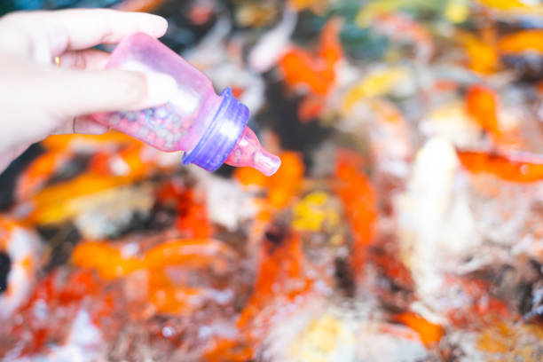 istock feeding food to japanese carp fish 1272814319