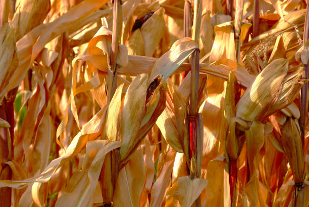 plan rapproché du champ de maïs à l’automne. enveloppe de maïs jaune autour de l’épi. - corn on the cob macro corn crop freshness photos et images de collection