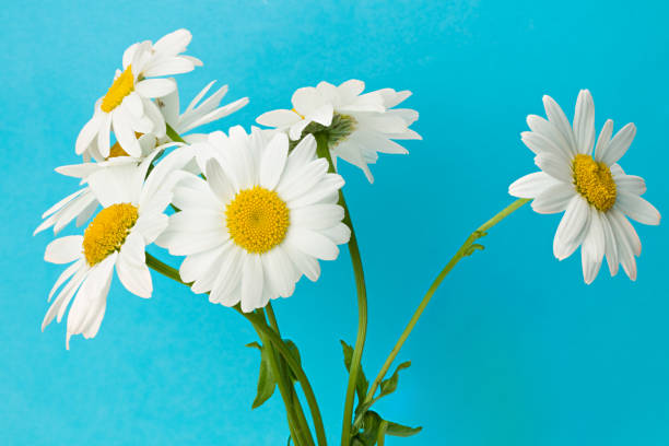 white chamomiles on blue background. full depth of field