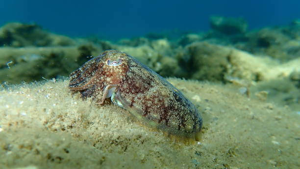 istock Common cuttlefish or European common cuttlefish (Sepia officinalis) undersea, Aegean Sea 1272817276