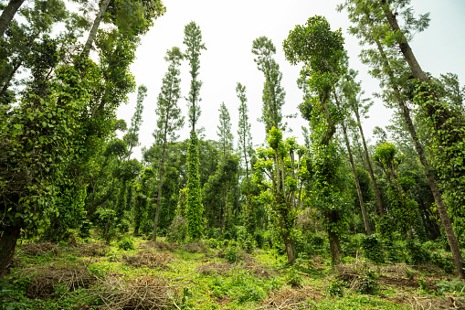 Tropical rain forest at Tamilnadu, India.