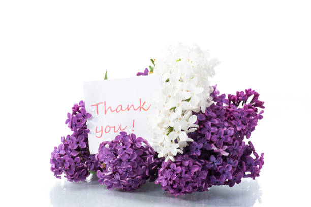 istock bouquet of beautiful blooming lilacs on white background 1272819220