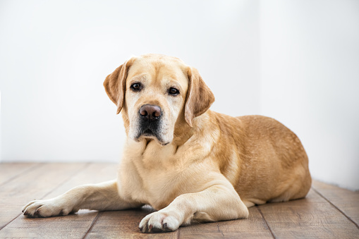 Cute purebred white Labrador retriever dog is lying on the floor at home. close up