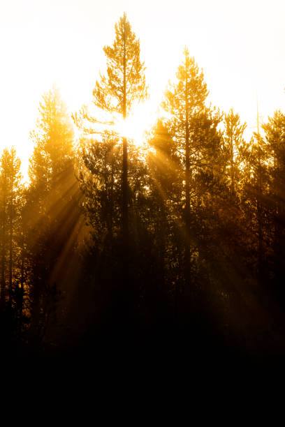 istock Morning light streaming streams through misty pine trees fog sunbeams sunrays 1272820590