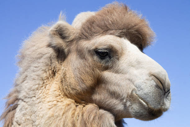 close-up portrait of camel head on blue sky backround - bactrianus imagens e fotografias de stock