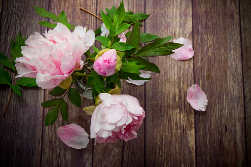 beautiful pink blooming peonies with petals on a wooden table