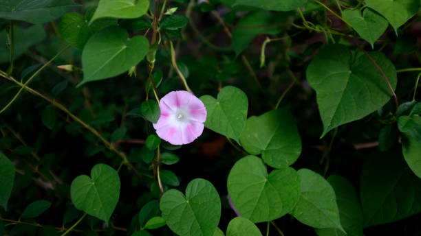 istock Pink Morning Glory Amongst Green Leaves 1272821205