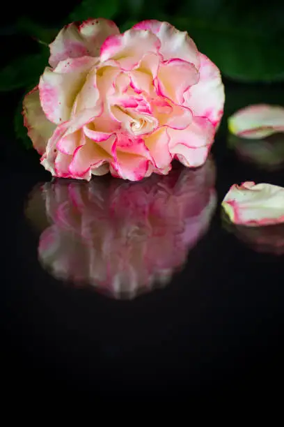 bright pink rose with green leaves. Isolation on a black background
