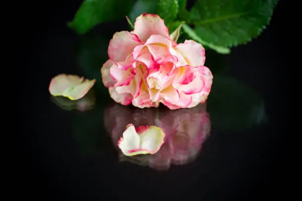 bright pink rose with green leaves. Isolation on a black background