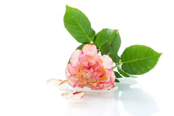 bright pink rose with green leaves. Isolation on a white background