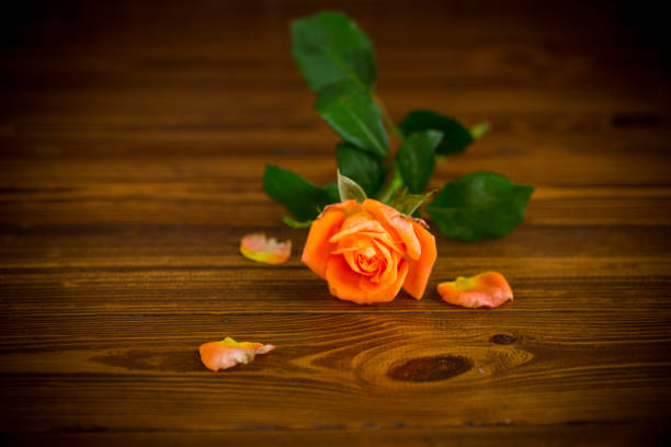 one beautiful orange rose on a dark wooden table